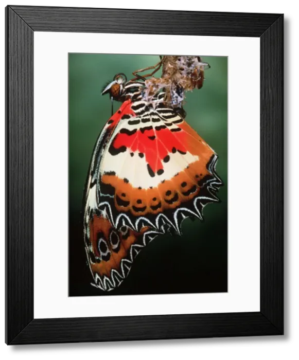 Framed Print : Malaysia Lacewing Butterfly - emerging