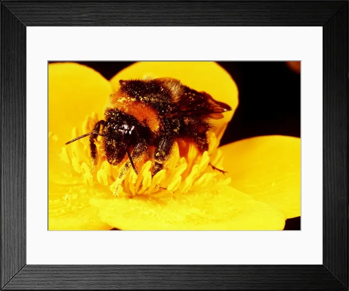 Framed Print : COMMON BUMBLEBEE - on flower, covered with pollen dust Framed Print : COMMON BUMBLEBEE - on flower, covered with pollen dust