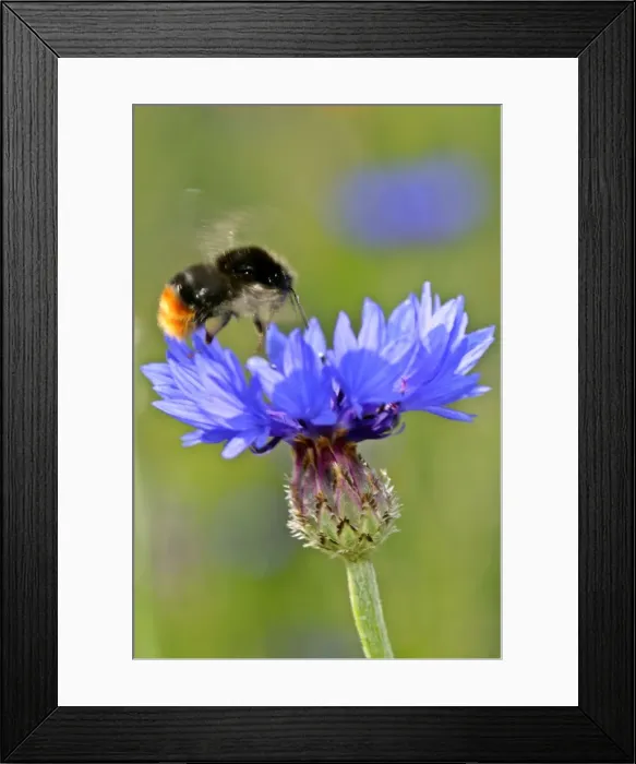 Framed Print : Red-tailed Bumblebee and Cornflower (Centaurea cyanus) bumblebee approaching cornflower in flight Baden-Wuerttemberg, Germany Framed Print : Red-tailed Bumblebee and Cornflower (Centaurea cyanus) bumblebee approaching cornflower in flight Baden-Wuerttemberg, Germany