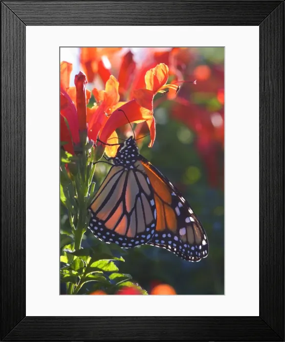 Framed Print : Monarch Butterfly clings to a red-flowered plant basking in the sun to warm up in early morning Coromandel Peninsula, North Island, New Zealand