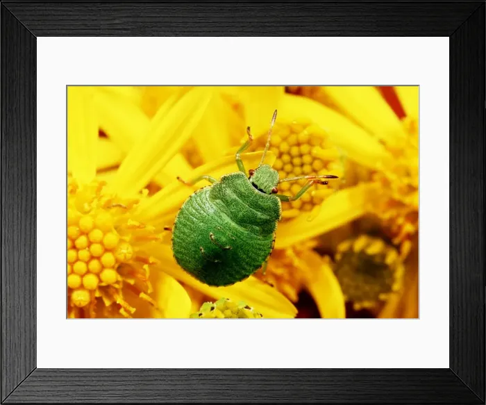 Framed Print : Shield Bug / Sting bug - juvenile on yellow flower of ragwort Framed Print : Shield Bug / Sting bug - juvenile on yellow flower of ragwort