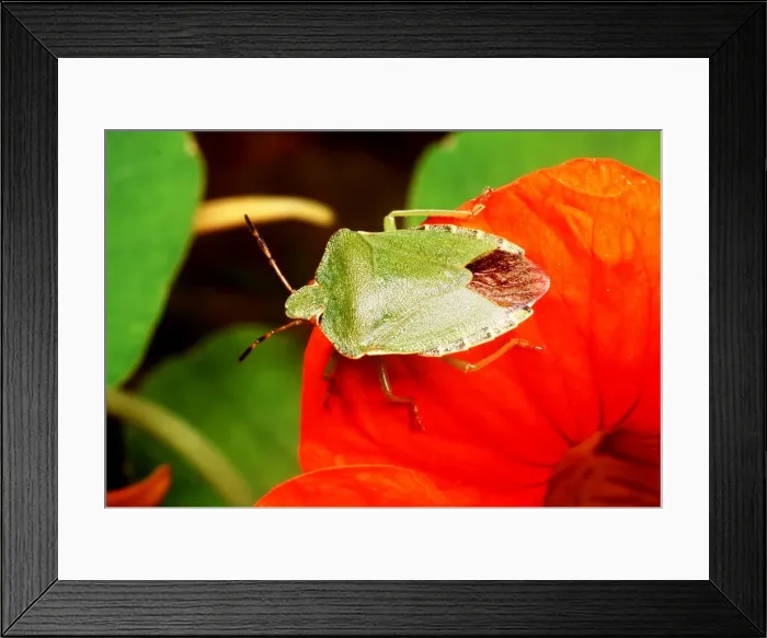 Framed Print : COMMON Shield Bug / Sting bug - ON FLOWER Framed Print : COMMON Shield Bug / Sting bug - ON FLOWER