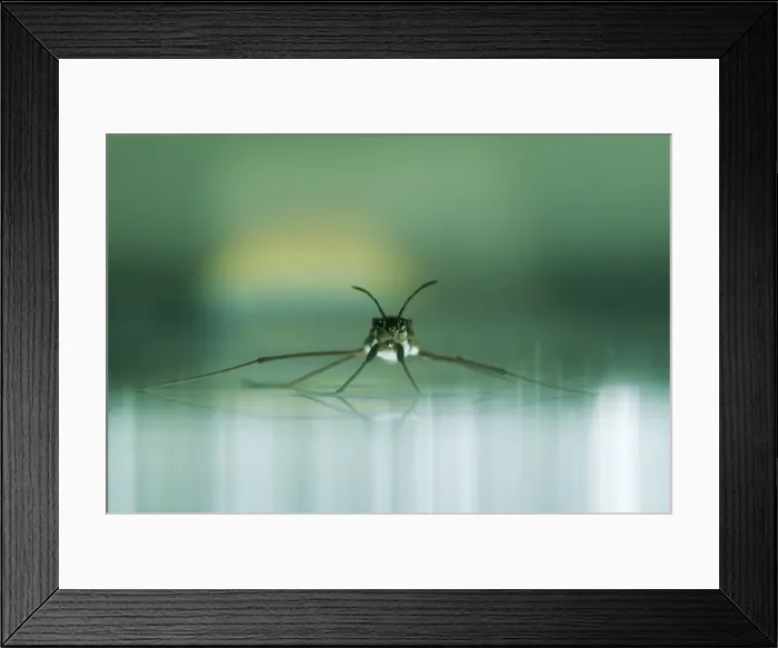 Framed Print : Common Pond SKATER - on water surface Framed Print : Common Pond SKATER - on water surface