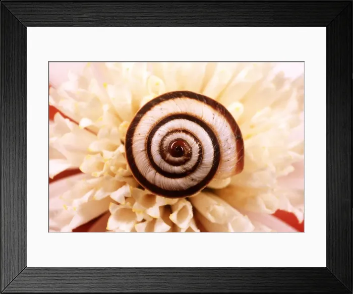 Framed Print : CHALK GRASSLAND SNAIL - On flower Framed Print : CHALK GRASSLAND SNAIL - On flower