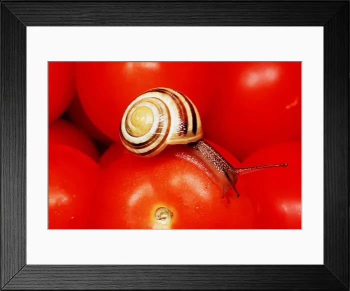 Framed Print : White-lipped Banded SNAIL / Humbug Snail - on tomatoes Framed Print : White-lipped Banded SNAIL / Humbug Snail - on tomatoes