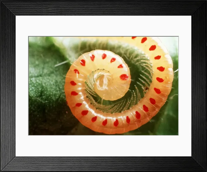 Framed Print : Snake-Spotted Millipede Framed Print : Snake-Spotted Millipede