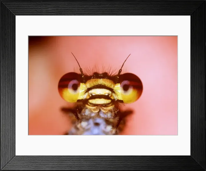 Framed Print : RED DAMSELFLY - close-up of face showing huge compound eyes Framed Print : RED DAMSELFLY - close-up of face showing huge compound eyes