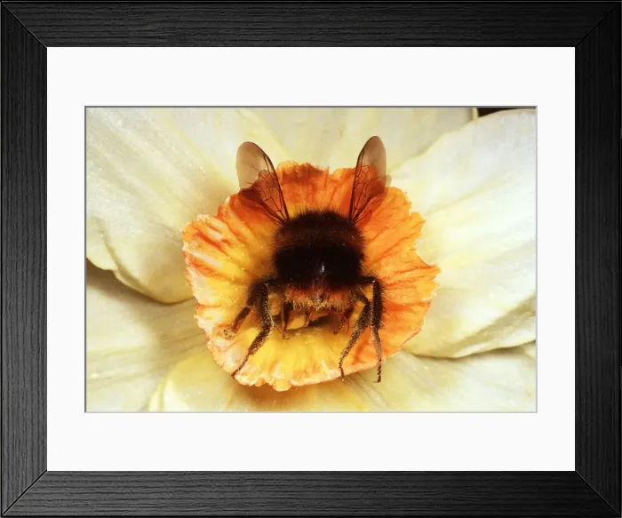 Framed Print : BUMBLEBEE - Gathering pollen in Narcissi flower Framed Print : BUMBLEBEE - Gathering pollen in Narcissi flower