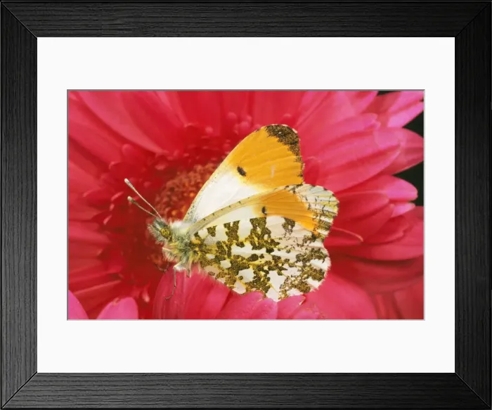Framed Print : Orange-tip BUTTERFLY - male on pink gerbera flower, side view Framed Print : Orange-tip BUTTERFLY - male on pink gerbera flower, side view