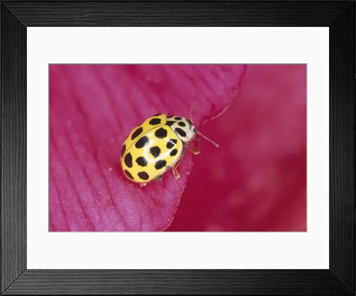 Framed Print : 22-spot Yellow Ladybird UK Framed Print : 22-spot Yellow Ladybird UK