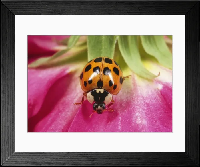 Framed Print : Harlequin Ladybird - orange with black spots form Framed Print : Harlequin Ladybird - orange with black spots form