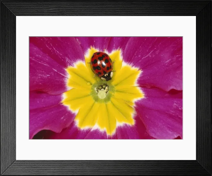 Framed Print : Harlequin Ladybird - deep red with black spots form Framed Print : Harlequin Ladybird - deep red with black spots form