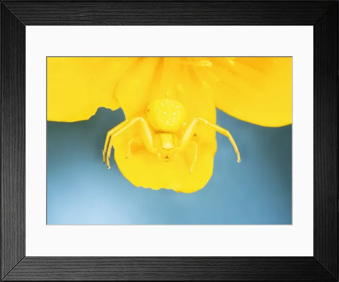 Framed Print : White Death Crab Spider - Spider changes colour to match background for camouflage Yellow variety UK garden Framed Print : White Death Crab Spider - Spider changes colour to match background for camouflage Yellow variety UK garden