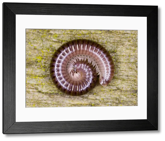 Framed Print : Cylindrical millipede rolled into a spiral as defensive posture Location: Garden, Cornwall, UK Framed Print : Cylindrical millipede rolled into a spiral as defensive posture Location: Garden, Cornwall, UK