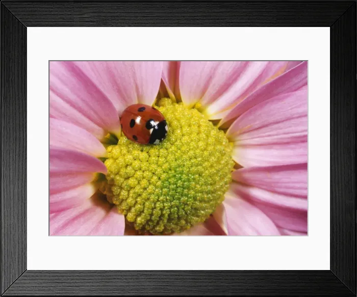 Framed Print : 7-SPOT LADYBIRD - PINK FLOWER Framed Print : 7-SPOT LADYBIRD - PINK FLOWER