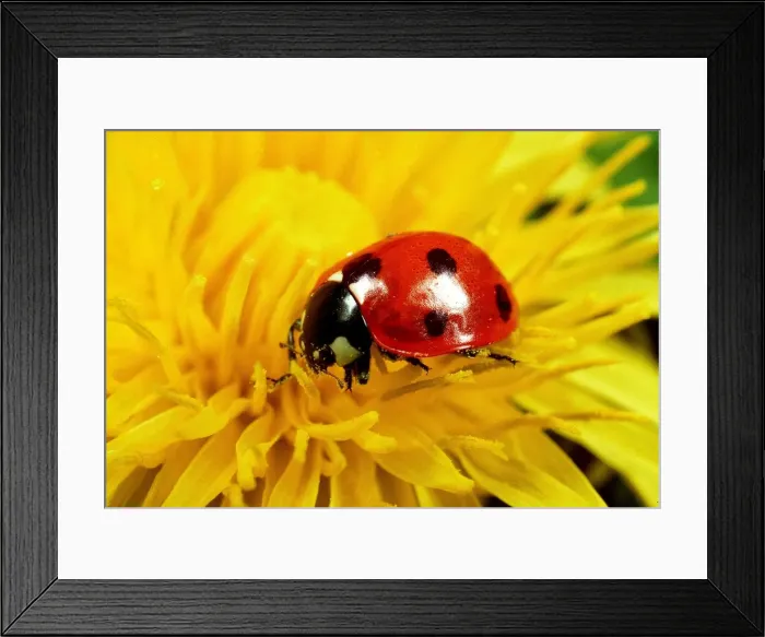Framed Print : 7-SPOT LADYBIRD - on Dandelion flower Framed Print : 7-SPOT LADYBIRD - on Dandelion flower