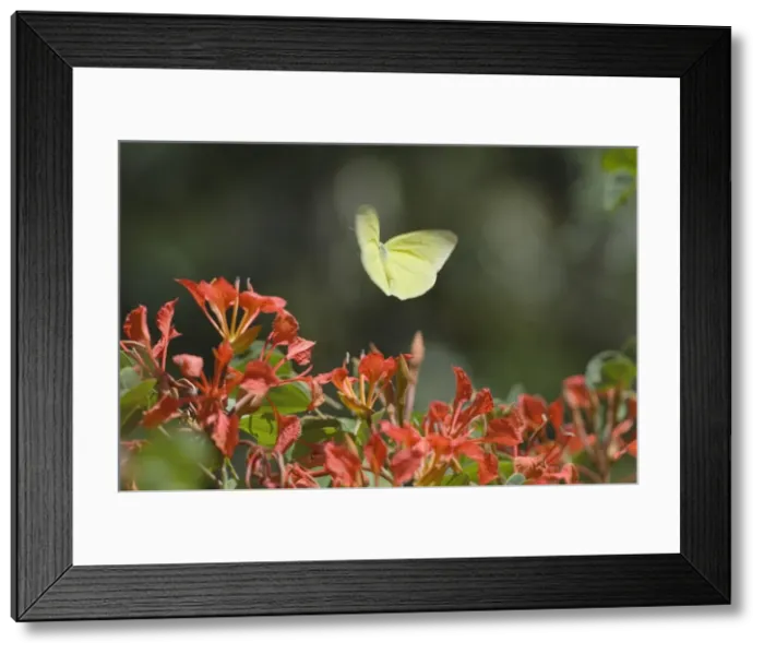 Framed Print : Clouded Sulphur Butterfly / Common Sulphur - flying Framed Print : Clouded Sulphur Butterfly / Common Sulphur - flying