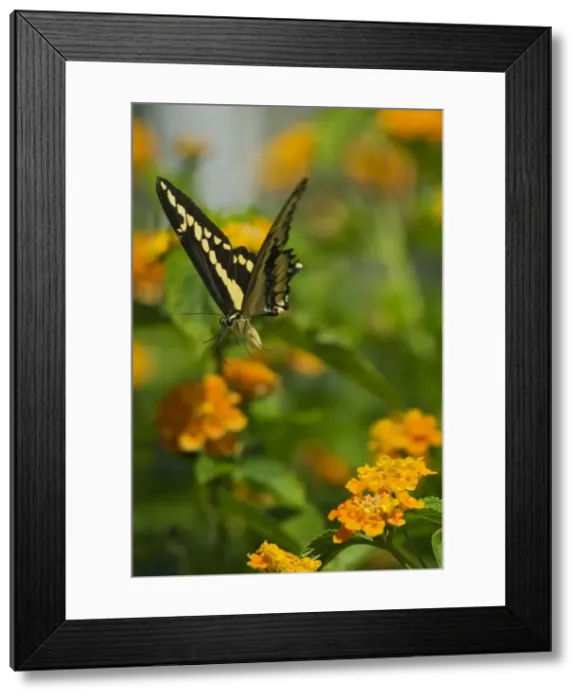Framed Print : Giant Swallowtail Butterfly (Papilio cresphontes) Framed Print : Giant Swallowtail Butterfly (Papilio cresphontes)