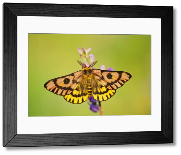 Framed Print : Western Sheep Moth - on lupine wildflower in subalpine meadow, summer. Olympic National Park, Washington, Pacific Northwest USA. Px911 Framed Print : Western Sheep Moth - on lupine wildflower in subalpine meadow, summer. Olympic National Park, Washington, Pacific Northwest USA. Px911