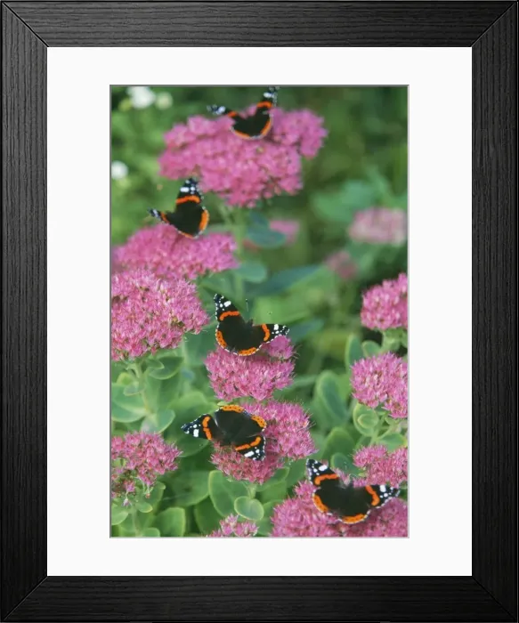 Framed Print : Red ADMIRAL Butterflies - on ice plant / Sedum Framed Print : Red ADMIRAL Butterflies - on ice plant / Sedum