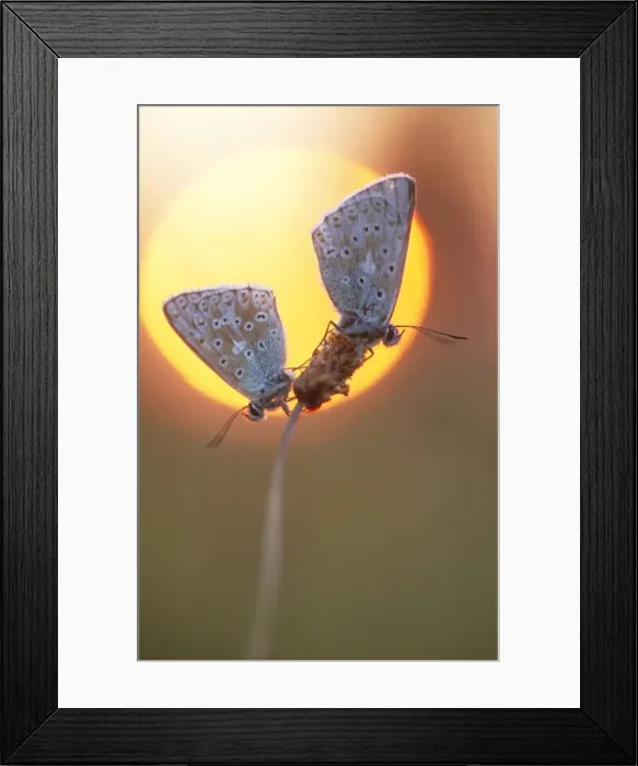 Framed Print : Common Blue BUTTERFLIES - on flower Framed Print : Common Blue BUTTERFLIES - on flower