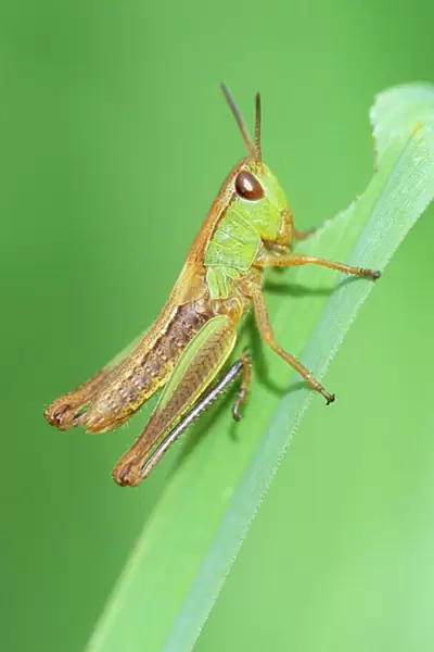 Common Grasshopper - nymph