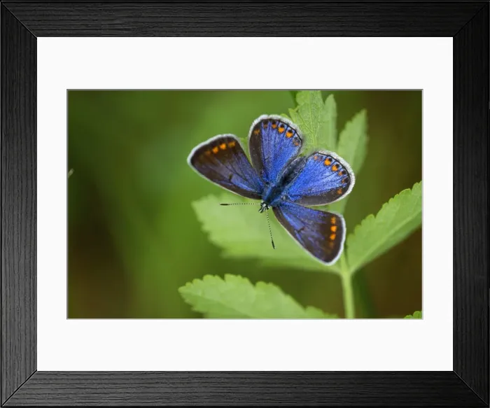 Framed Print : Adonis Blue Butterfly - female resting by dull weather Framed Print : Adonis Blue Butterfly - female resting by dull weather