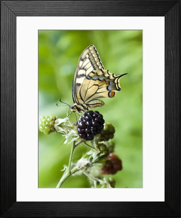 Framed Print : Swallowtail Butterfly - on dewberry Framed Print : Swallowtail Butterfly - on dewberry