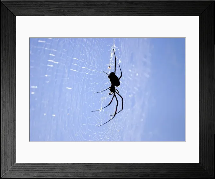 Framed Print : Araignee geante a toile doree. Nephila comorana Araigne gante toile dore. Nephila comorana Framed Print : Araignee geante a toile doree. Nephila comorana Araigne gante toile dore. Nephila comorana