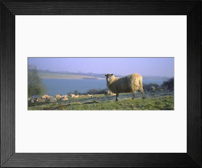 Framed Print : Sheep - Flock on lakeside pasture Rutland Water UK Framed Print : Sheep - Flock on lakeside pasture Rutland Water UK
