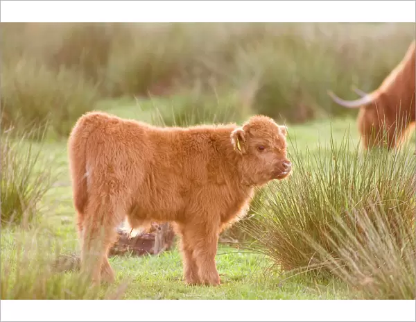 Highland Cattle Calf on grazing marsh Norfolk UK