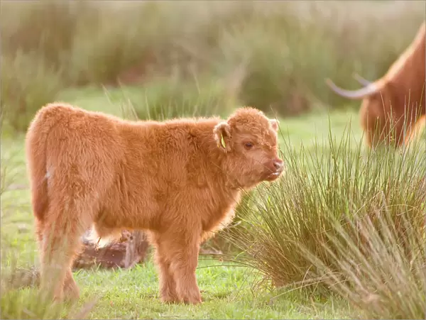 Highland Cattle Calf on grazing marsh Norfolk UK