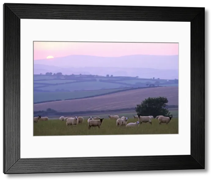 Framed Print : a flock of sheep foreground with views across rolling landscape to Dartmoor and a colourful sunset sky Framed Print : a flock of sheep foreground with views across rolling landscape to Dartmoor and a colourful sunset sky