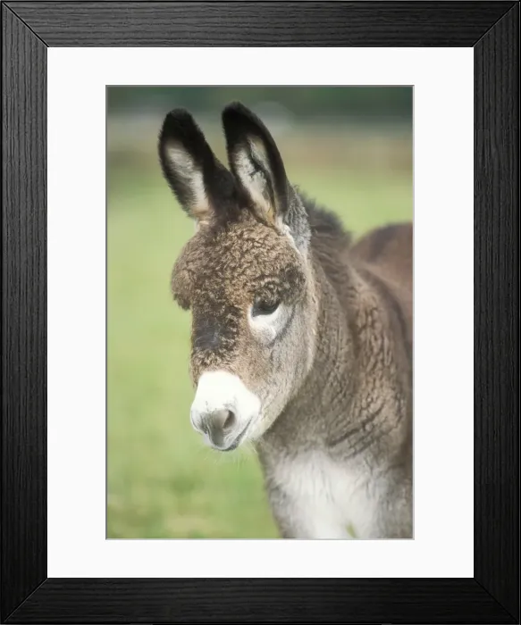 Framed Print : DONKEY - foal, close-up of head Framed Print : DONKEY - foal, close-up of head