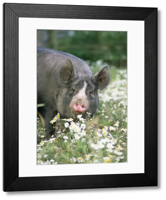 Framed Print : Berkshire Pig - in daisies Framed Print : Berkshire Pig - in daisies