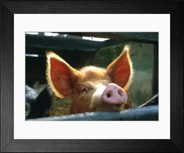 Framed Print : TAMWORTH PIG Framed Print : TAMWORTH PIG