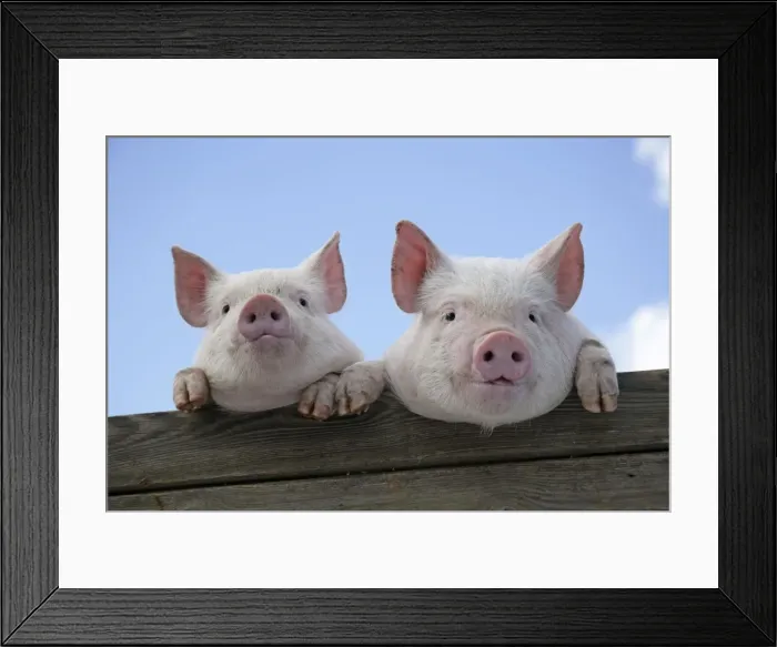 Framed Print : PIGS. Piglets looking over door Framed Print : PIGS. Piglets looking over door