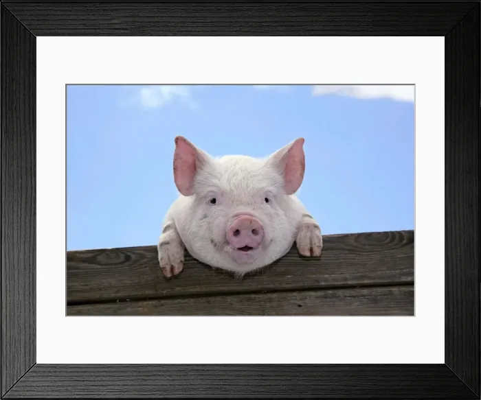 Framed Print : PIGS. Piglet looking over door Framed Print : PIGS. Piglet looking over door