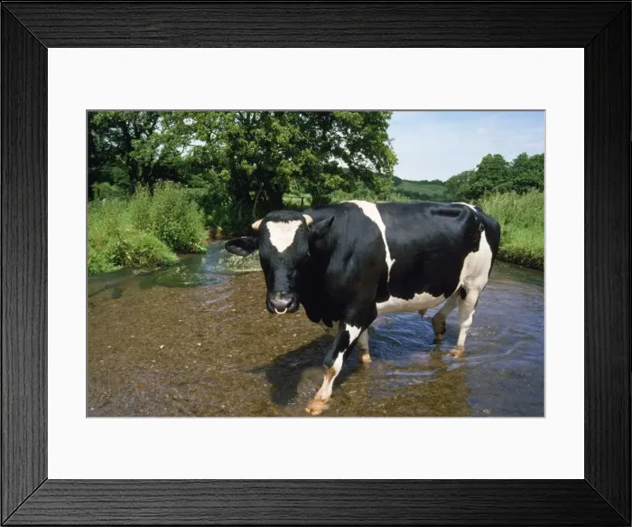 Framed Print : Friesian Cow - bull Framed Print : Friesian Cow - bull