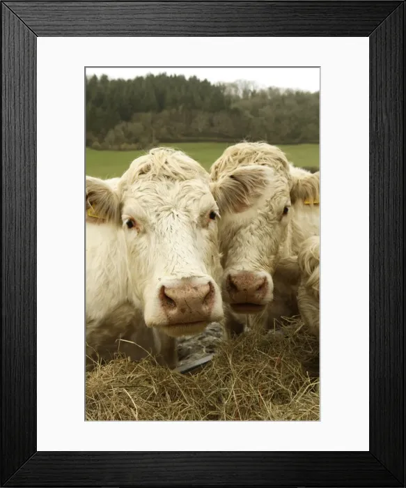 Framed Print : Charolais Cattle eating hay, Salcombe Regis, South Devon, England. Their slightly pink appearance comes from the iron rich red Devon soil upon which they live Framed Print : Charolais Cattle eating hay, Salcombe Regis, South Devon, England. Their slightly pink appearance comes from the iron rich red Devon soil upon which they live