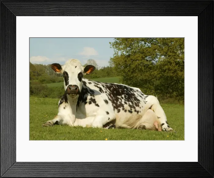 Framed Print : Cattle Norman Dairy Cow Lying down in field Framed Print : Cattle Norman Dairy Cow Lying down in field