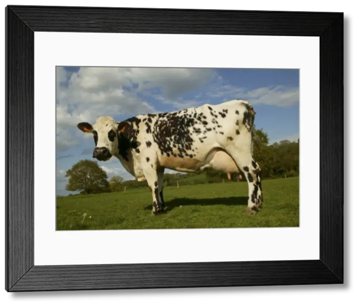 Framed Print : Cattle Norman Dairy Cow In field Framed Print : Cattle Norman Dairy Cow In field