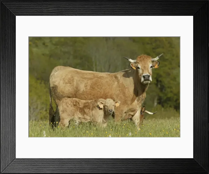 Framed Print : Aubrac Cow with calf in field Framed Print : Aubrac Cow with calf in field