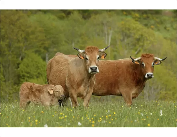 Aubrac Cows - with calf