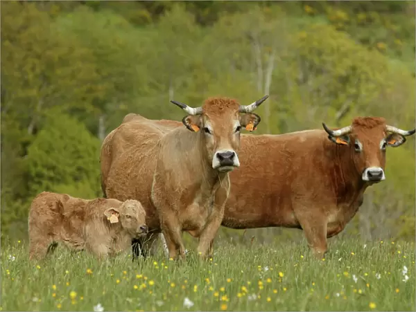 Aubrac Cows - with calf