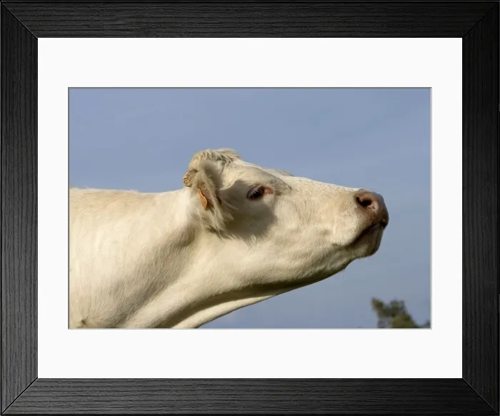 Framed Print : Cattle - Charolais Cow Framed Print : Cattle - Charolais Cow
