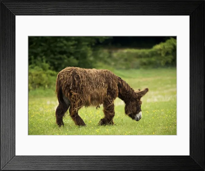 Framed Print : Donkey - Poitou breed grazing Framed Print : Donkey - Poitou breed grazing