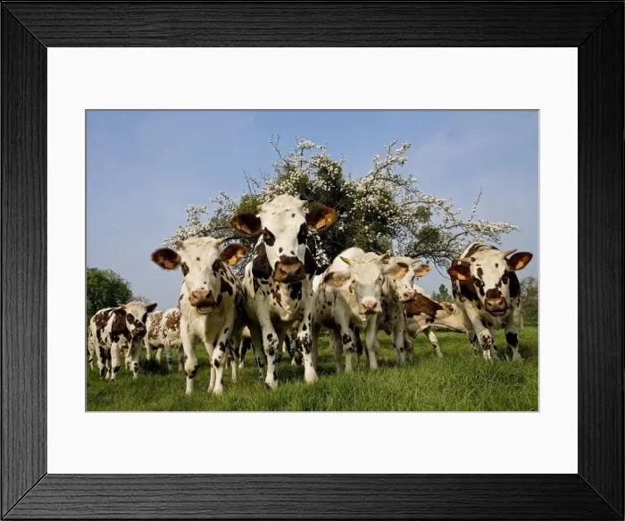 Framed Print : Cattle - Normande Breed - herd in field facing camera Framed Print : Cattle - Normande Breed - herd in field facing camera