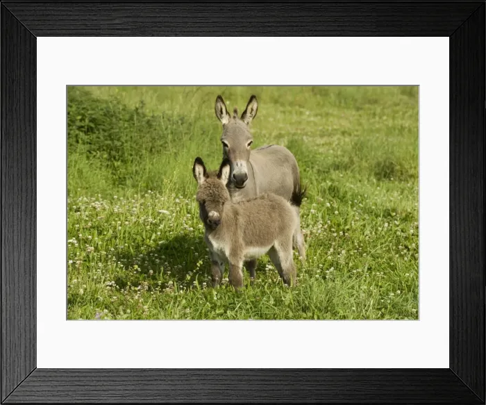 Framed Print : Donkey - with foal standing in meadow Framed Print : Donkey - with foal standing in meadow