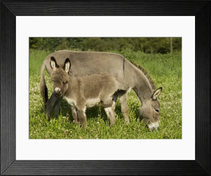 Framed Print : Donkey - with foal standing in meadow Framed Print : Donkey - with foal standing in meadow